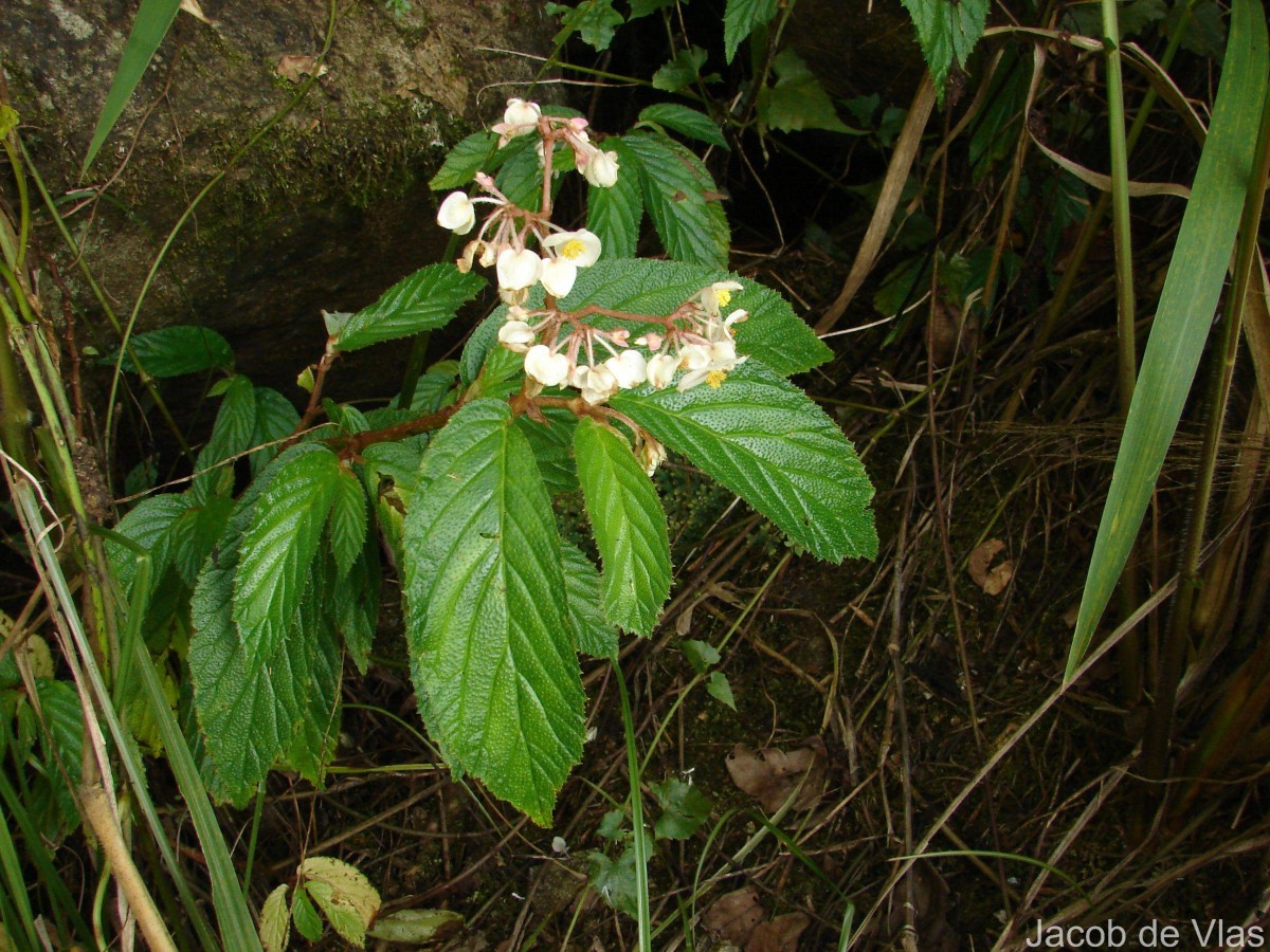 Begonia ulmifolia Willd.